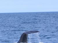 Albums/20060200-New Zealand 2006/20060318-Kaikiura/44